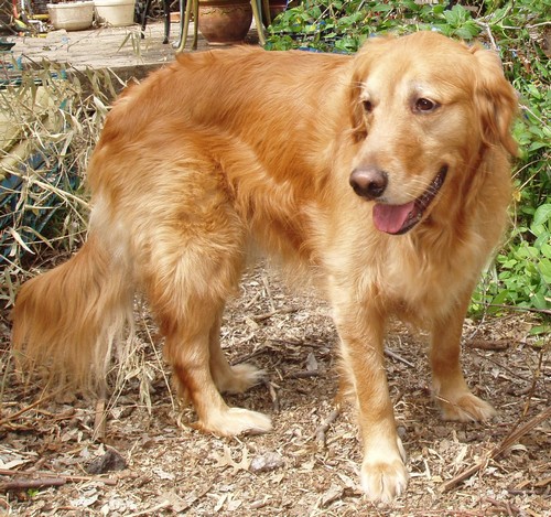 golden retriever rescue missouri golden retriever rescue kansas city mo dogs our friends photo golden retriever rescue missouri golden retriever rescue kansas city mo dogs our friends photo